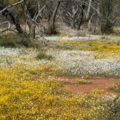 Spring Daisies Kalbarri Region Western Australia Spring Daisies Kalbarri Region